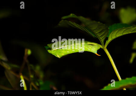 Tête de mort hawk moth, Amboli, Sindhudurg, Maharashtra, Inde. Banque D'Images