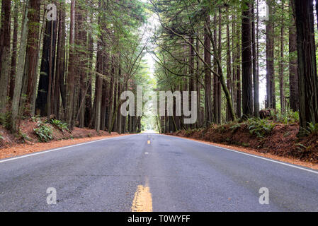 Vue d'une route passant par Humboldt Redwoods State Park avec redwood visible sur chaque côté en Californie Banque D'Images