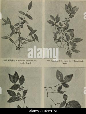 Dong bei mu ben zhi Banque D'Images