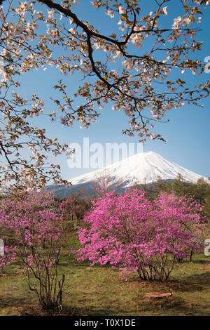 Mt. Les fleurs d'azalées et Fuji Banque D'Images