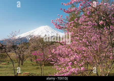 Mt. Les fleurs d'azalées et Fuji Banque D'Images