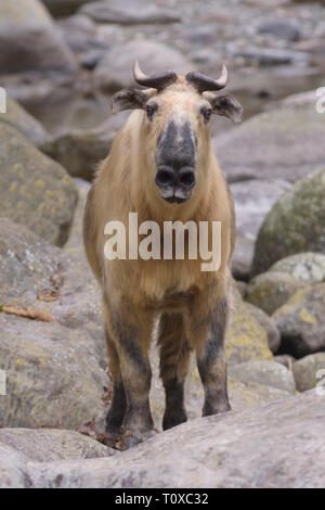 Golden Takin (Budorcas taxicolor) dans le Parc National de Tangjiahe Banque D'Images