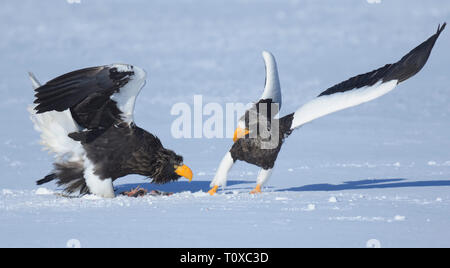 Des profils de mer de Steller blanche (Haliaeetus pelagicus) à se battre pour un poisson mort sur le lac gelé, la période automne Nemoro Peninsual, Hokkaido, Japon Banque D'Images