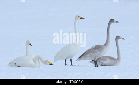 Groupe des cygnes chanteurs (Cygnus cygnus) dans la neige Banque D'Images