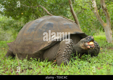 Tortue géante (Chelonoidis porteri) manger des fruits de goyave Banque D'Images