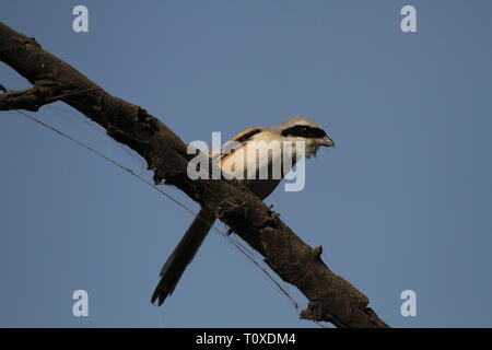 Pie-grièche migratrice de l'Rufous-Backed Long-Tailed ou dans le parc national de Keoladeo Ghana, Bharatpur, Rajasthan Banque D'Images