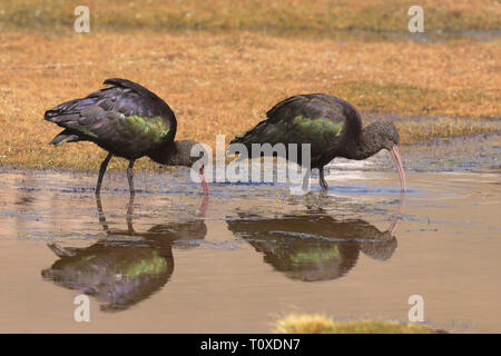 Paire de Puna Ibis (Plegadis ridgwayi) alimentation dans des montagnes des Andes et piscine. Banque D'Images