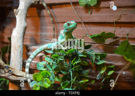 Basiliscus basiliscus Basiliscus plumifrons, assis sur une branche d'arbre dans le terrarium. Banque D'Images