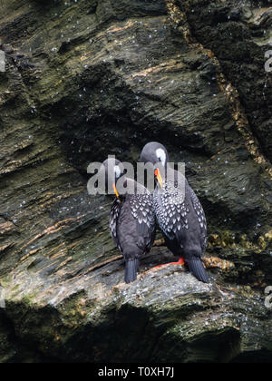 Couple de Lille cormorant dans une falaise, manchot de Humboldt dans le parc national de Punta de Choro, Chili Banque D'Images