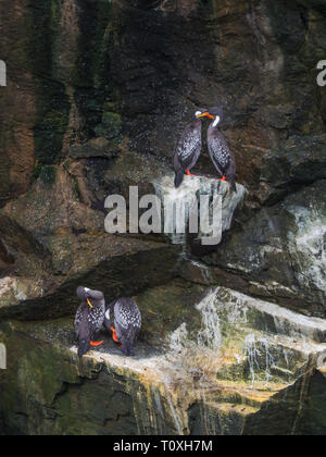 Des couples de Lille cormorant dans une falaise, manchot de Humboldt dans le Parc National de Punta de Choros, au Chili. La Serena Banque D'Images