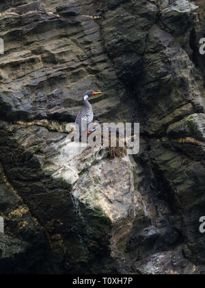 Des couples de Lille cormorant dans une falaise, manchot de Humboldt dans le Parc National de Punta de Choros, au Chili. La Serena Banque D'Images