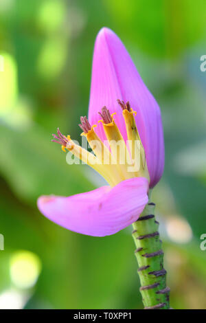 Banane poilue ou rose banane (Musa velutina), fleur, Jardin Botanique de Deshaies, Guadeloupe Banque D'Images