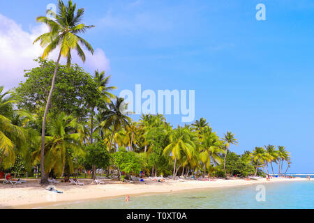 Guadeloupe : palmiers sur la plage 'plage de La Caravelle', plage appartenant au Club Med village vacances Banque D'Images