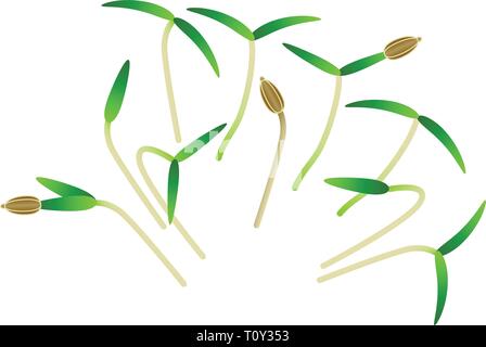 Microgreens carotte. Groupe de plantes. Supplément de vitamines, de nourriture vegan Illustration de Vecteur