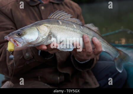 Le doré jaune capturé sur handmade jig leurre dans les mains du pêcheur Banque D'Images