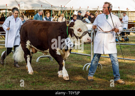 Affichage de l'élevage et de la concurrence au Salon de l'agriculture 2018 Aylsham, Norfolk, Royaume-Uni. Banque D'Images