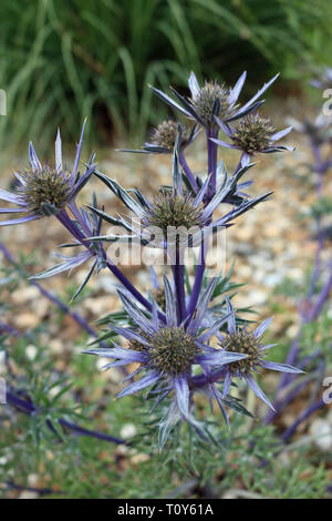 Holly mer ornementaux, Eryngium bourgatii variété Picos Améthyste, en fleurs et vu du dessus avec un fond de gravier. Banque D'Images