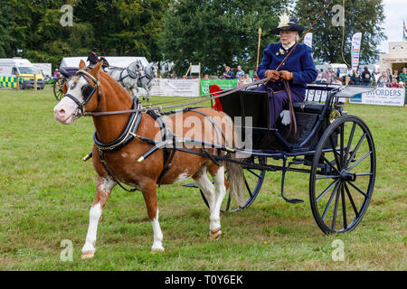 Pony and trap afficher et la concurrence à l'agriculture de 2018 Aylsham, Norfolk, Royaume-Uni. Banque D'Images