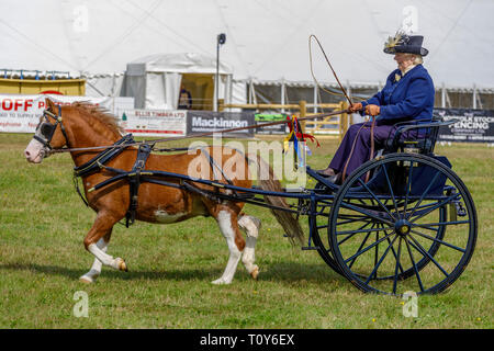 Pony and trap afficher et la concurrence à l'agriculture de 2018 Aylsham, Norfolk, Royaume-Uni. Banque D'Images