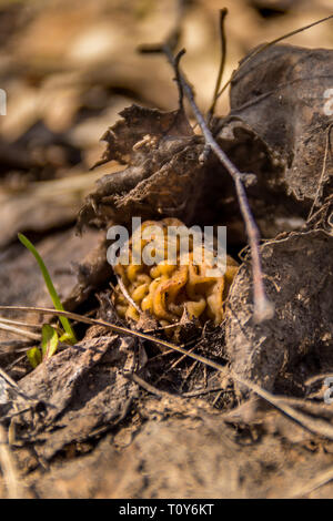 Morel de champignons de printemps se développe à partir de l'an dernier feuillage Banque D'Images