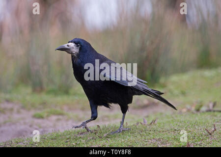 Rook, Corvus frugilegus, adulte seul marche sur l'herbe. Arundel, West Sussex, UK. Banque D'Images