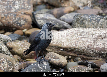 Choucas, Corvus monedula, adulte seul debout sur des rochers. Largs, Northumberland, Angleterre. Banque D'Images