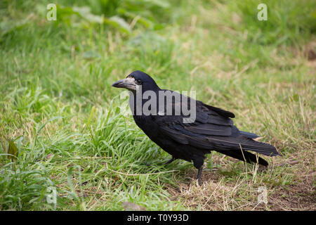 Rook, Corvus frugilegus, adulte seul marche sur l'herbe. Cornwall, UK Banque D'Images