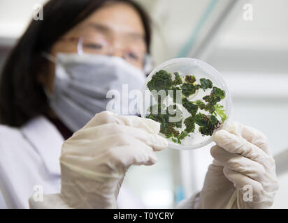 (190322) -- Wuhan, 22 mars 2019 (Xinhua) -- Un technicien affiche les bourgeons à l'actinidia Kiwi National Germplasm Repository de Wuhan Jardin botanique de l'Académie Chinoise des Sciences à Wuhan, province du Hubei en Chine centrale, le 21 mars 2019. Les Kiwis ont construit un dépôt de matériel génétique germoplasme kiwis référentiel avec la plus diversifiée des ressources génétiques et des blés dans le monde. Comme un dépôt de matériel génétique pour la collecte et la préservation des ressources génétiques de l'actinidia, il a recueilli et conservé 61 actinidia espèces ou variétés, plus de 110 cultivars et plus de Banque D'Images