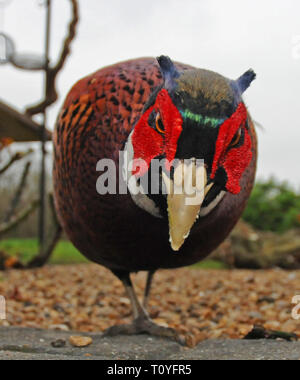 Les dinosaures n'ont pas disparu - ils ont évolué - et Percy ici est la preuve vivante. Fréquentant le sol sous une table dans un jardin près de Petworth dans West Sussex sa ligne ancestoral semble assez évident ! Photographe de la faune David Cole dit qu'il va prendre de la nourriture de votre main - si vous avez le courage ! Crédit : David Cole/Alamy Live News Banque D'Images