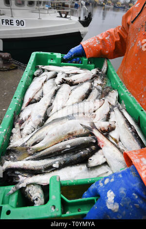 21 mars 2019, Mecklembourg-Poméranie-Occidentale, le plus libre : harengs fraîchement pêchés sont dans une boîte à poisson dans le port de plus libres. La haute saison pour la pêche au hareng sur la côte baltique du Mecklenburg-Vorpommern est anormalement courte cette année. Pour les pêcheurs de plus libres (Vorpommern-Greifswald), le plus grand port de pêche avec 24 pêcheurs, le pic de la saison de pêche est déjà à sa fin. Tous les poissons d'être pris en plus grande quantité, comme la morue, la plie ou le sprat, sont cités d'après le directeur général de la coopérative de pêche en Peenemündung plus libres. La capture de poissons d'eau douce un tel Banque D'Images