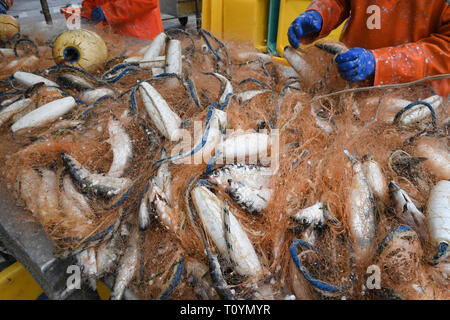 21 mars 2019, Mecklembourg-Poméranie-Occidentale, le plus libre : les pêcheurs de harengs pêchés fetch le filet maillant dans le port de plus libres. La haute saison pour la pêche au hareng sur la côte baltique du Mecklenburg-Vorpommern est anormalement courte cette année. Pour les pêcheurs de plus libres (Vorpommern-Greifswald), le plus grand port de pêche avec 24 pêcheurs, le pic de la saison de pêche est déjà à sa fin. Tous les poissons d'être pris en plus grande quantité, comme la morue, la plie ou le sprat, sont cités d'après le directeur général de la coopérative de pêche en Peenemündung plus libres. La capture de poissons d'eau douce su Banque D'Images