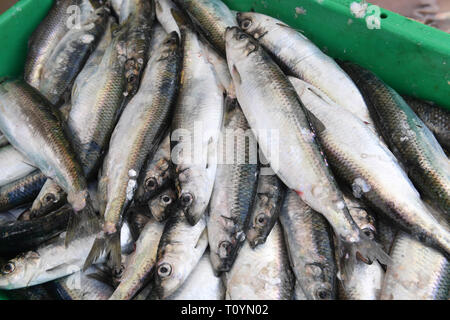 21 mars 2019, Mecklembourg-Poméranie-Occidentale, le plus libre : harengs fraîchement pêchés sont dans une boîte à poisson dans le port de plus libres. La haute saison pour la pêche au hareng sur la côte baltique du Mecklenburg-Vorpommern est anormalement courte cette année. Pour les pêcheurs de plus libres (Vorpommern-Greifswald), le plus grand port de pêche avec 24 pêcheurs, le pic de la saison de pêche est déjà à sa fin. Tous les poissons d'être pris en plus grande quantité, comme la morue, la plie ou le sprat, sont cités d'après le directeur général de la coopérative de pêche en Peenemündung plus libres. La capture de poissons d'eau douce un tel Banque D'Images