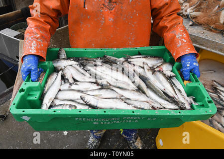 21 mars 2019, Mecklembourg-Poméranie-Occidentale, le plus libre : harengs fraîchement pêchés sont dans une boîte à poisson dans le port de plus libres. La haute saison pour la pêche au hareng sur la côte baltique du Mecklenburg-Vorpommern est anormalement courte cette année. Pour les pêcheurs de plus libres (Vorpommern-Greifswald), le plus grand port de pêche avec 24 pêcheurs, le pic de la saison de pêche est déjà à sa fin. Tous les poissons d'être pris en plus grande quantité, comme la morue, la plie ou le sprat, sont cités d'après le directeur général de la coopérative de pêche en Peenemündung plus libres. La capture de poissons d'eau douce un tel Banque D'Images