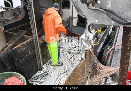 21 mars 2019, Mecklembourg-Poméranie-Occidentale, le plus libre : un pêcheur de harengs pêchés récupère le filet maillant dans le port de plus libres. La haute saison pour la pêche au hareng sur la côte baltique du Mecklenburg-Vorpommern est anormalement courte cette année. Pour les pêcheurs de plus libres (Vorpommern-Greifswald), le plus grand port de pêche avec 24 pêcheurs, le pic de la saison de pêche est déjà à sa fin. Tous les poissons d'être pris en plus grande quantité, comme la morue, la plie ou le sprat, sont cités d'après le directeur général de la coopérative de pêche en Peenemündung plus libres. La capture de la sif d'eau douce Banque D'Images