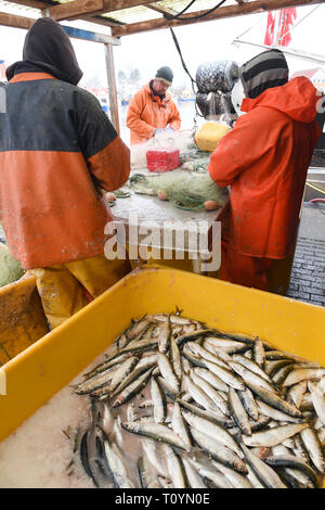 21 mars 2019, Mecklembourg-Poméranie-Occidentale, le plus libre : harengs fraîchement pêchés sont dans une boîte à poisson dans le port de plus libres. La haute saison pour la pêche au hareng sur la côte baltique du Mecklenburg-Vorpommern est anormalement courte cette année. Pour les pêcheurs de plus libres (Vorpommern-Greifswald), le plus grand port de pêche avec 24 pêcheurs, le pic de la saison de pêche est déjà à sa fin. Tous les poissons d'être pris en plus grande quantité, comme la morue, la plie ou le sprat, sont cités d'après le directeur général de la coopérative de pêche en Peenemündung plus libres. La capture de poissons d'eau douce un tel Banque D'Images