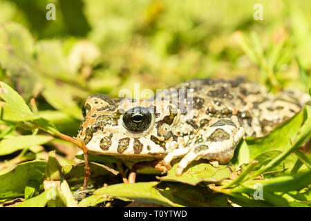 Toad assis sur le sol entre les feuilles vertes sur un jour de printemps ensoleillé Banque D'Images