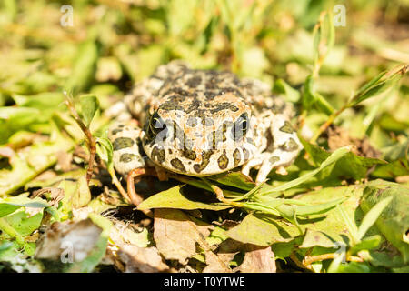 Toad assis sur le sol entre les feuilles vertes sur un jour de printemps ensoleillé Banque D'Images