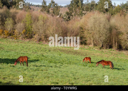 L'alimentation des chevaux en prairie. Vert pâturage sur journée ensoleillée au début du printemps Banque D'Images