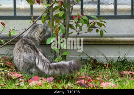 Adorable chat de bétail dans un jardin. La race sibérienne, animal chaton hypoallergéniques en plein air vous pourrez vous détendre Banque D'Images