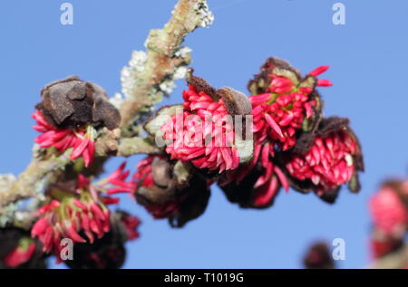 Parrotia persica. Fleurs arachnéennes du persan ironwood tree en hiver - Février, UK Banque D'Images