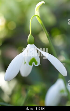 Galanthus 'Magnet'. Seule la prolifération d''Magnet' snowdrop caractéristique avec longue tige (pédicelle) dans un jardin de février, au Royaume-Uni. Aga Banque D'Images