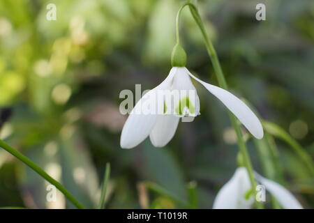 Galanthus 'Magnet'. Seule la prolifération d''Magnet' snowdrop caractéristique avec longue tige (pédicelle) dans un jardin de février, au Royaume-Uni. Aga Banque D'Images