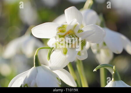 Galanthus nivalis f. pleniflorus 'Flore Pleno'. Fleurs parfumées de perce-neige 'Flore Pleno' dans un jardin France - Février, UK. Aga Banque D'Images