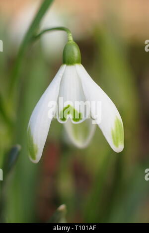 Galanthus nivalis 'Viridapice'. Viridapice snowdrop afficher conseils verte caractéristique sur les segments (pétales) - février, UK Banque D'Images