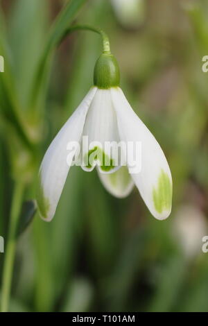 Galanthus nivalis 'Viridapice'. Viridapice snowdrop afficher conseils verte caractéristique sur les segments (pétales) - février, UK Banque D'Images