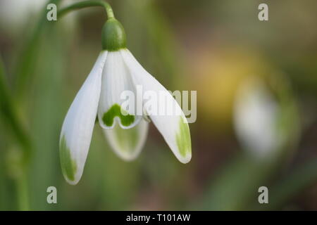 Galanthus nivalis 'Viridapice'. Viridapice snowdrop afficher conseils verte caractéristique sur les segments (pétales) - février, UK Banque D'Images