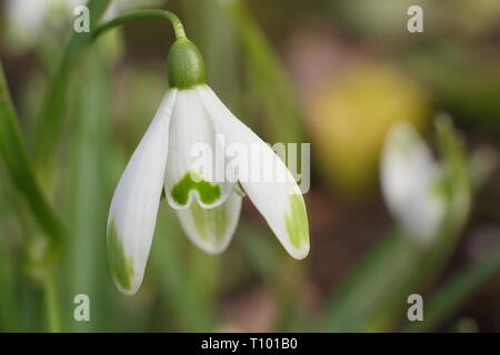 Galanthus nivalis 'Viridapice'. Viridapice snowdrop afficher conseils verte caractéristique sur les segments (pétales) - février, UK Banque D'Images