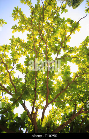 Terminalia catappa, noms communs pays-amande, amande-indiennes, Malabar-amande, amandes de mer, et d'amande-tropical grand arbre tropical dans la tr leadwood Banque D'Images