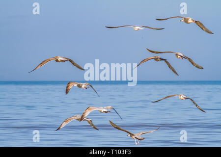 Un groupe de mouettes est voler au-dessus de la mer Banque D'Images