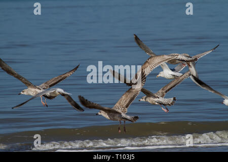 Un groupe de mouettes est voler au-dessus de la mer Banque D'Images